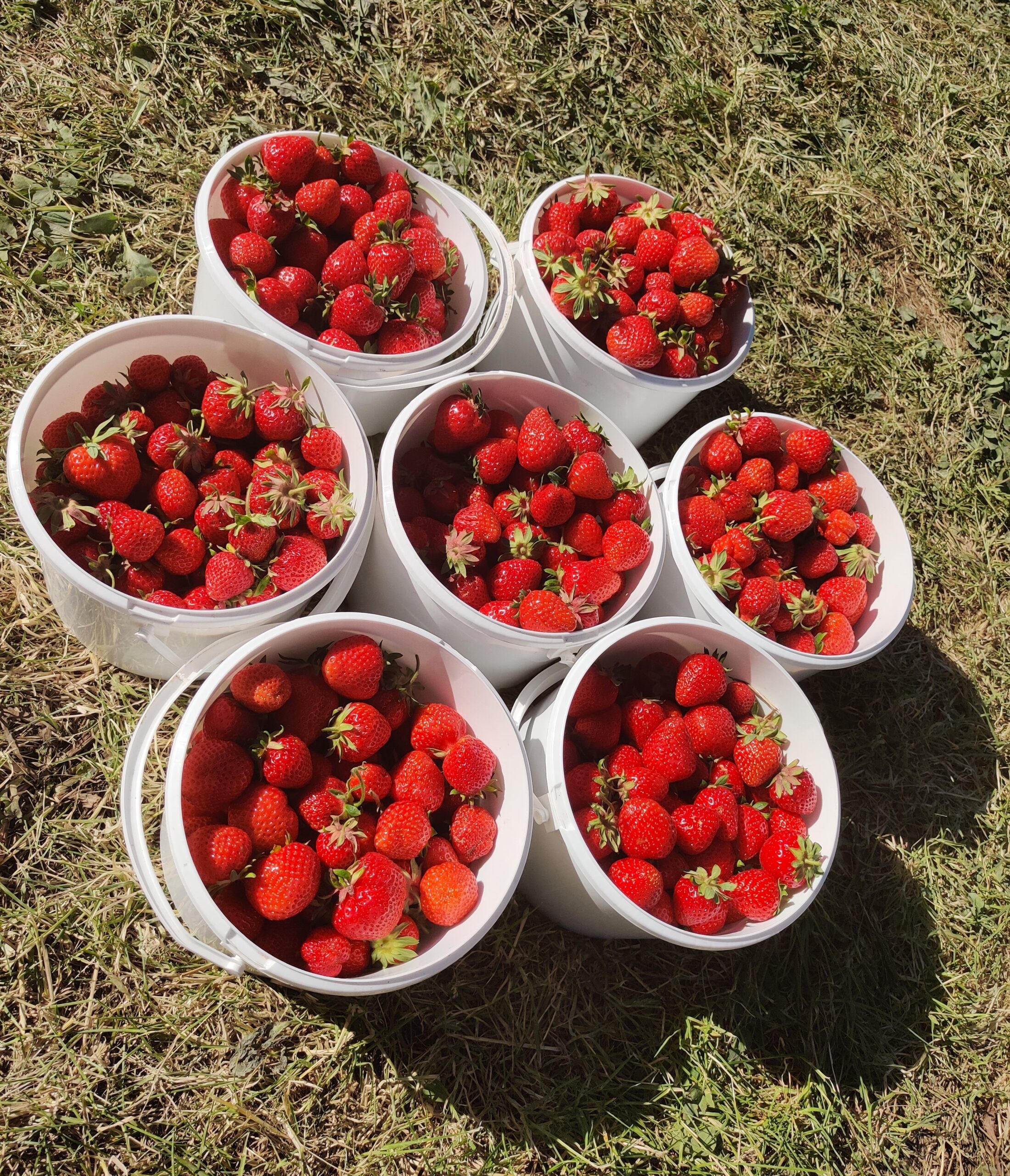 Midsommar och jordgubbar